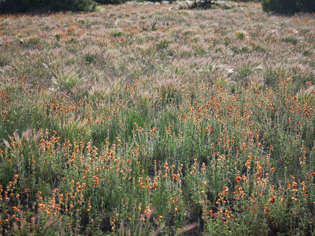 Prairie Blast / FR 27 photo 6