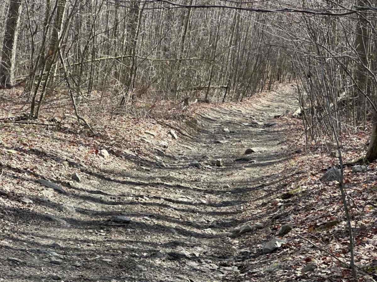 Locust Gap 47 photo 2