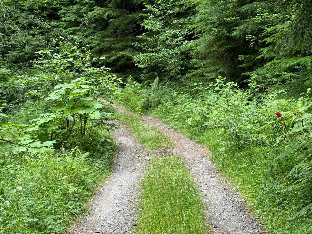 Bedal Creek trail photo