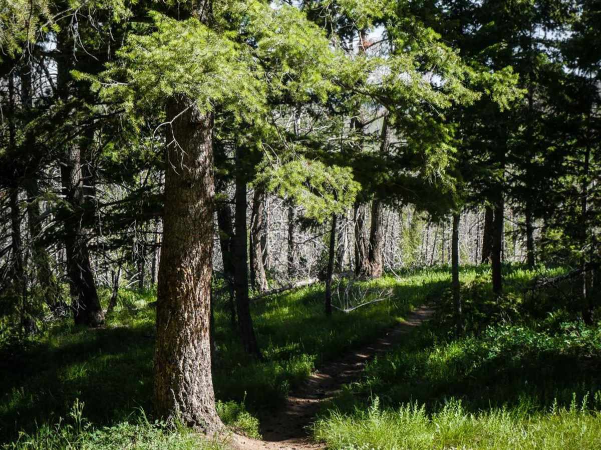 Mahoney - Lodgepole Connector photo 3