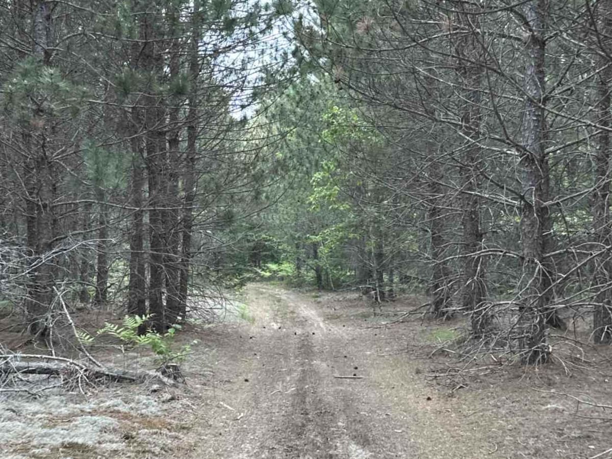 Pine Needle photo 3