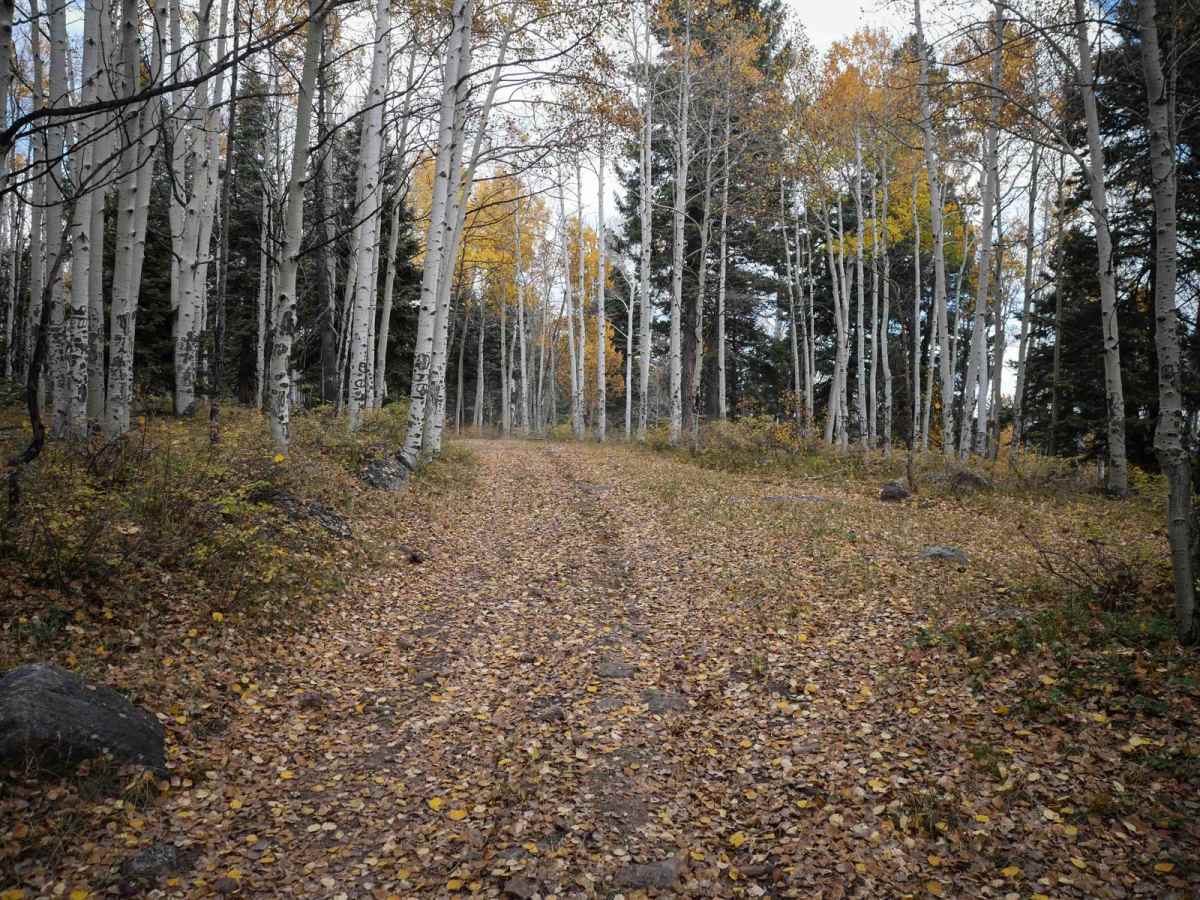 Mule Mountain photo 6