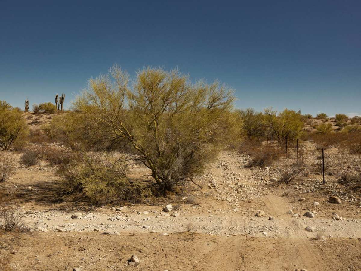 Fenceline Runout photo 5