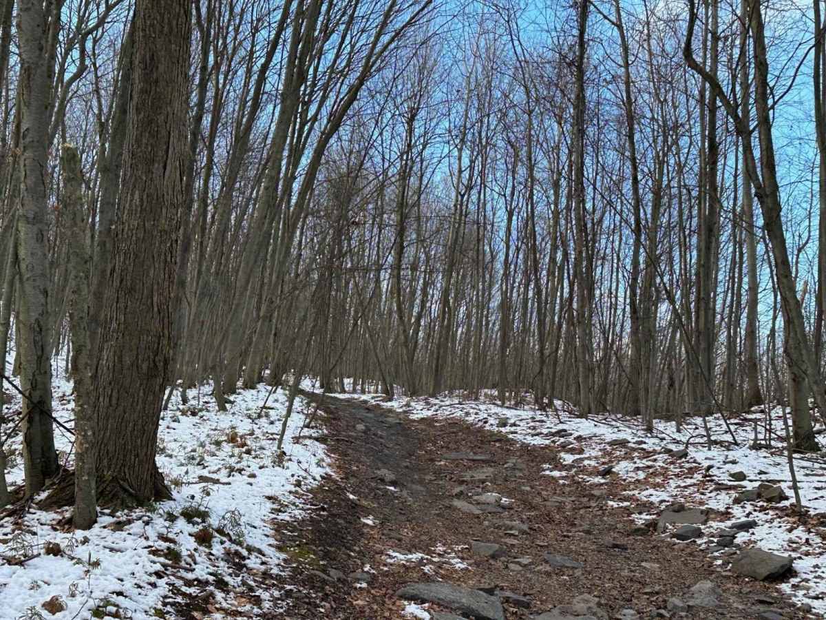 Locust Gap 52 photo 2