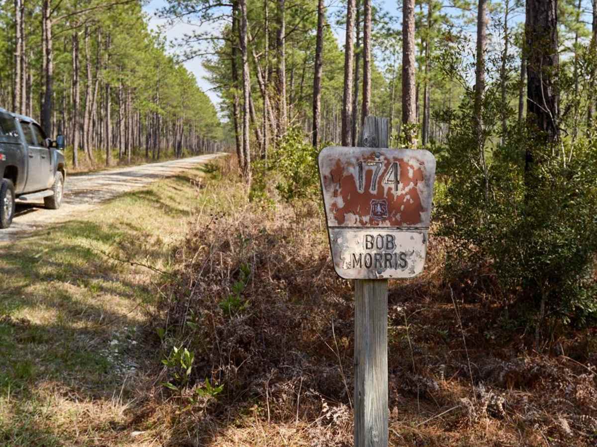 Bob Morris Road - FSR174 trail photo