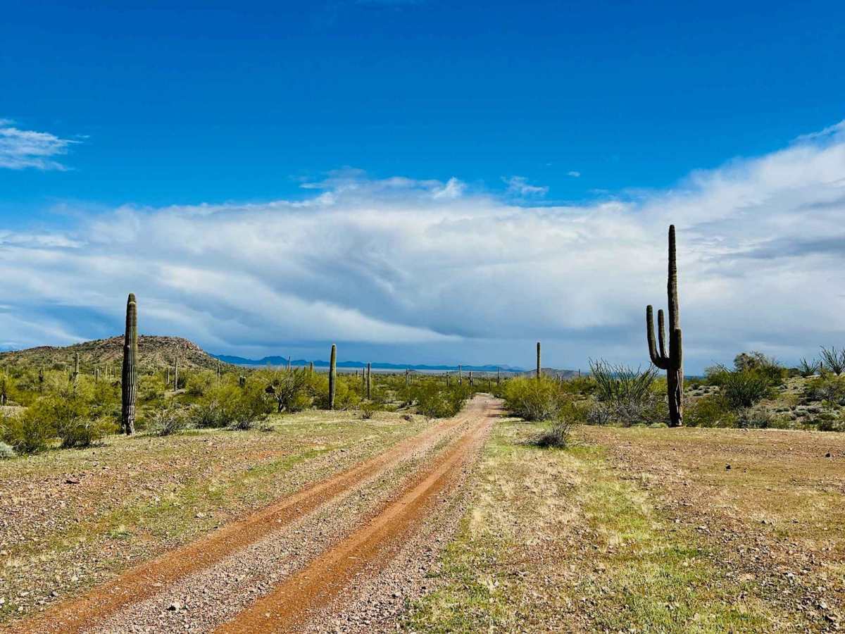 Saguaro Arm Valley trail photo