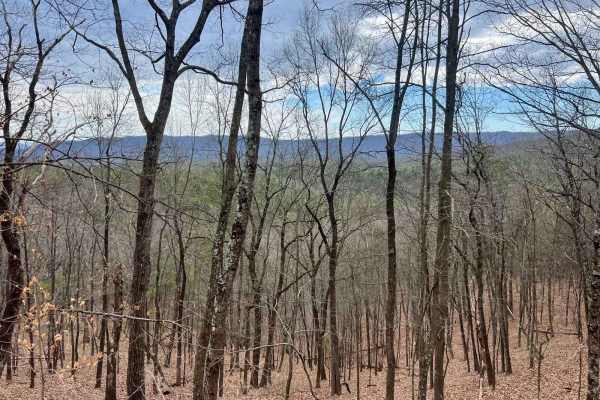 Gauley Ridge Forest Road