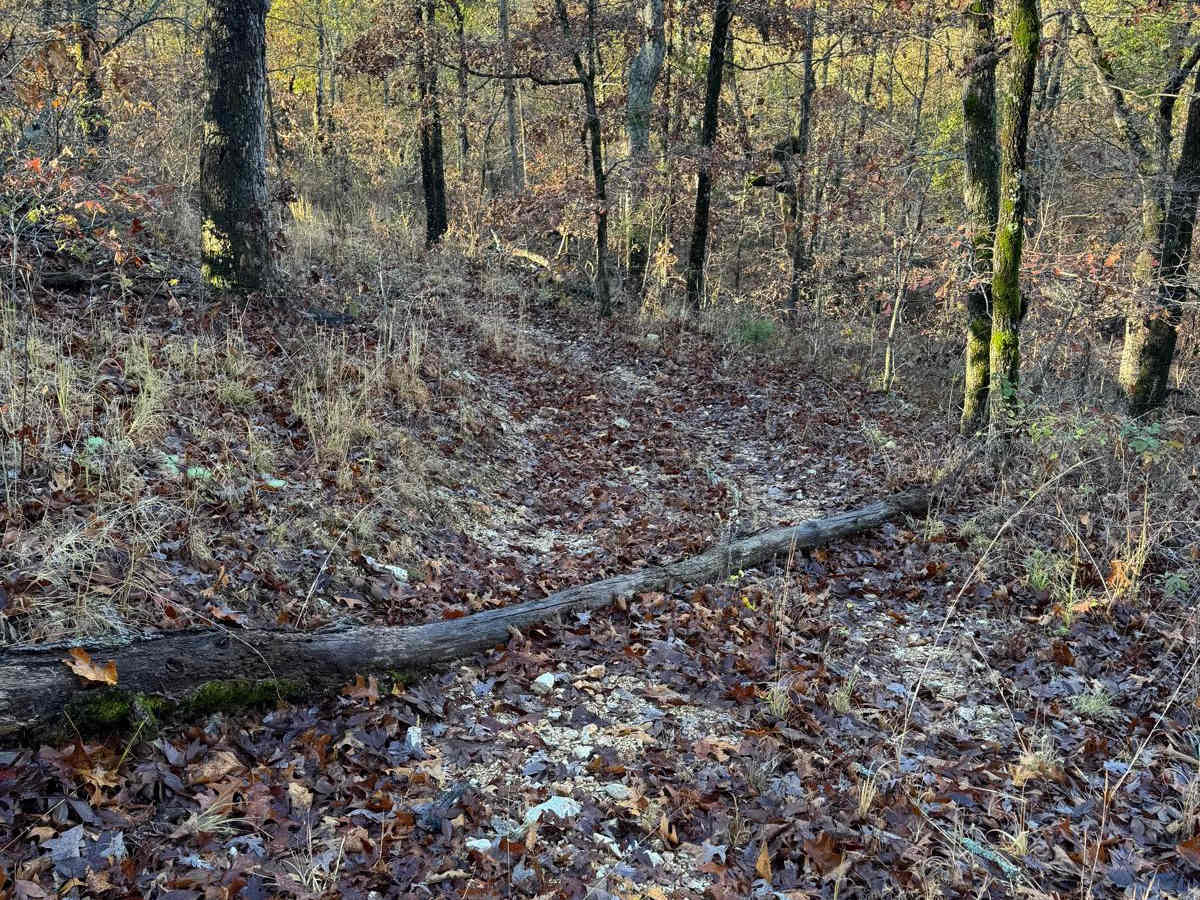 Yellow 117 photo 3