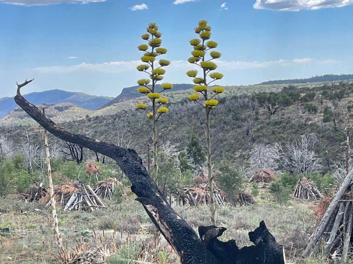 South Big Bug Mesa Outlook photo 6