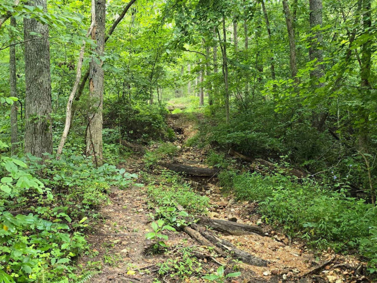 Smith Mill Hollow - FS 2877 trail photo