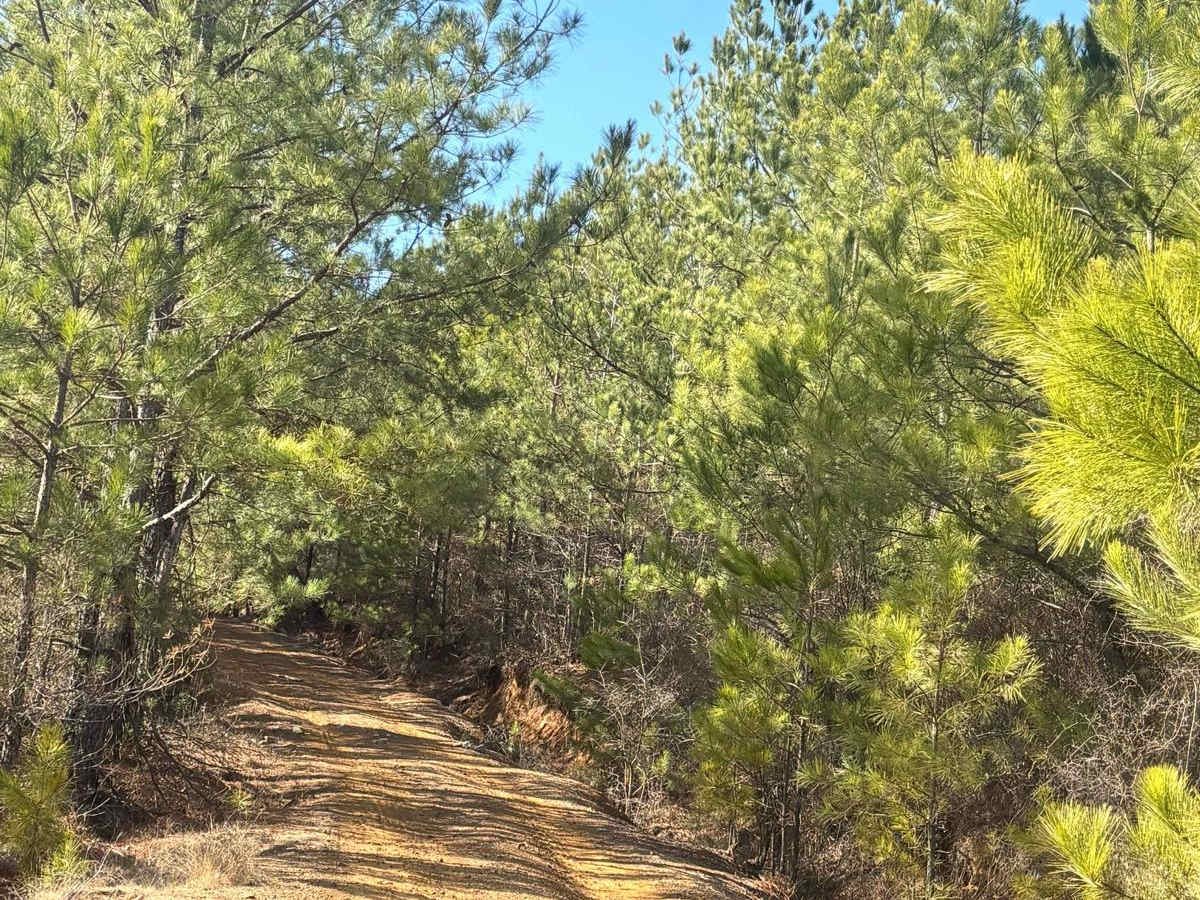 407A trail photo