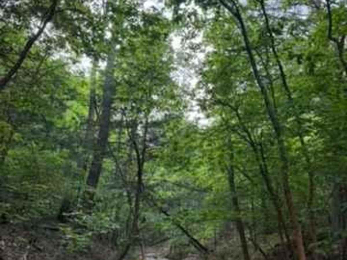 Jeff's Trail photo 3
