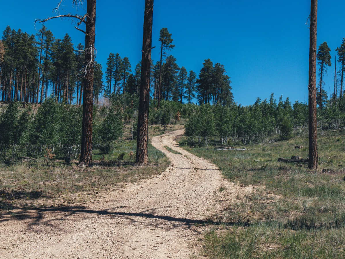 212/The Burned Hill trail photo