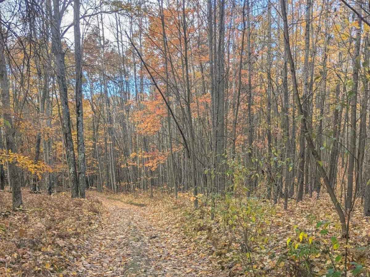 An Inside Trail at Tin Cup photo 6