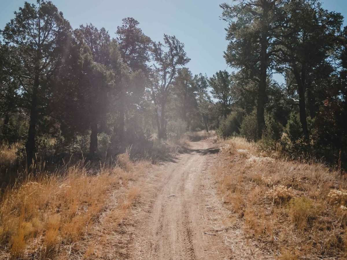 Mahogany trail photo