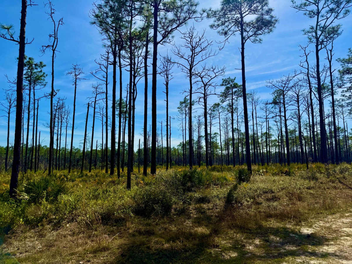 Lost Road 352 photo 4