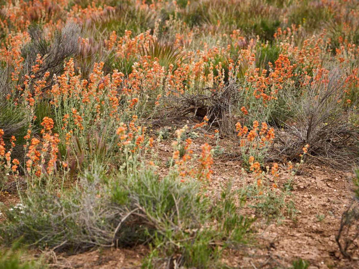 26's Connector trail photo