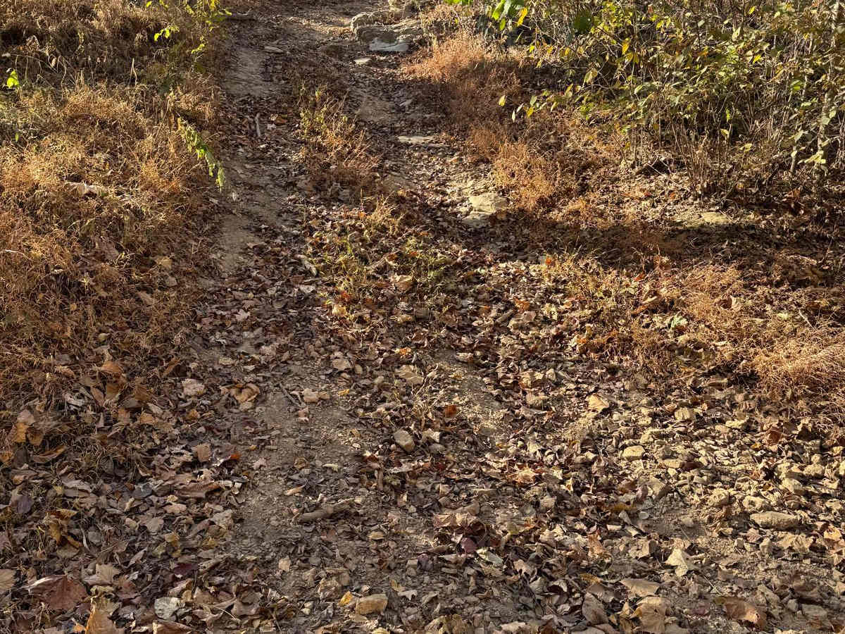 Yellow 56 photo 2