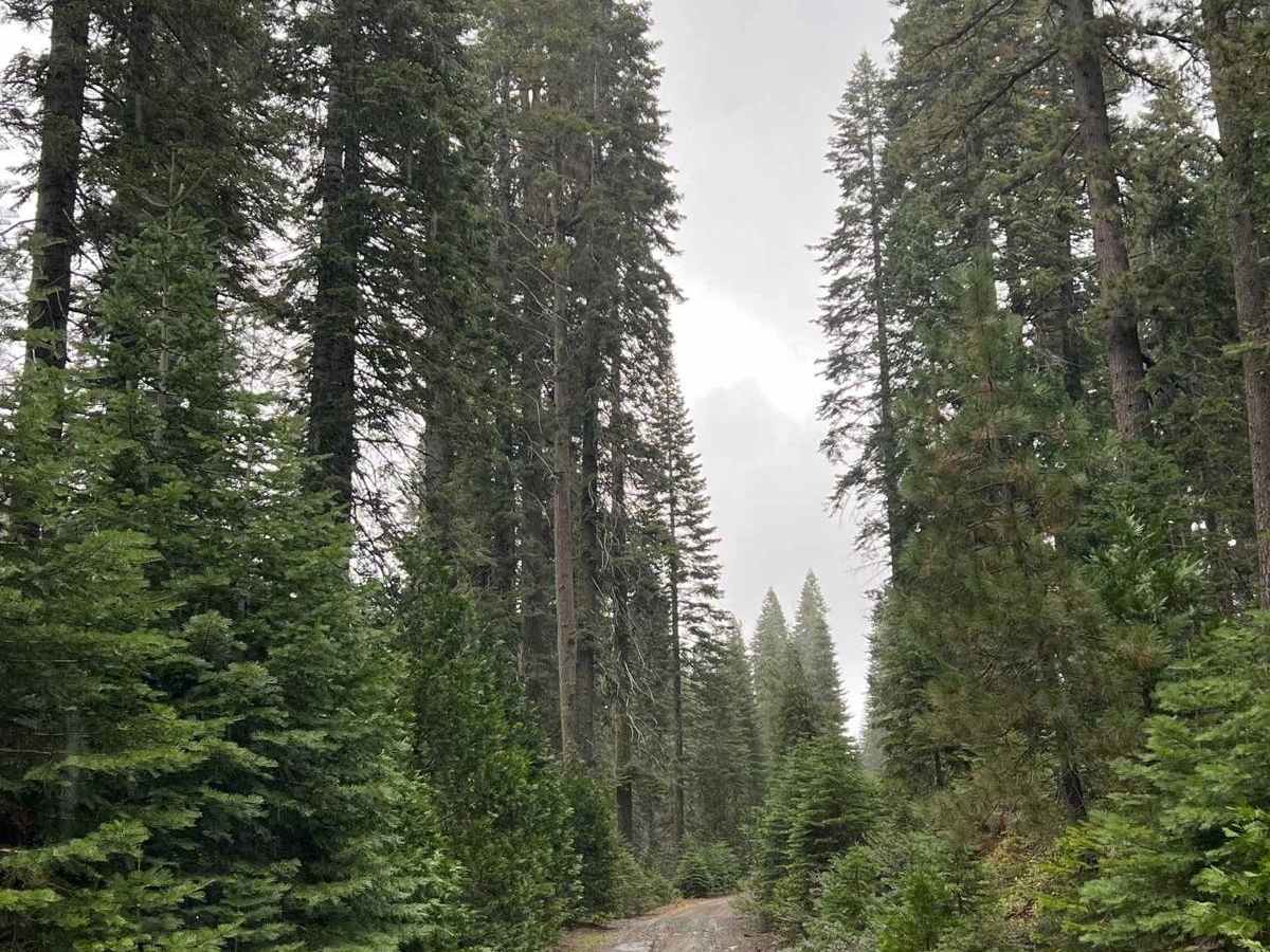 Dodge Ridge trail photo