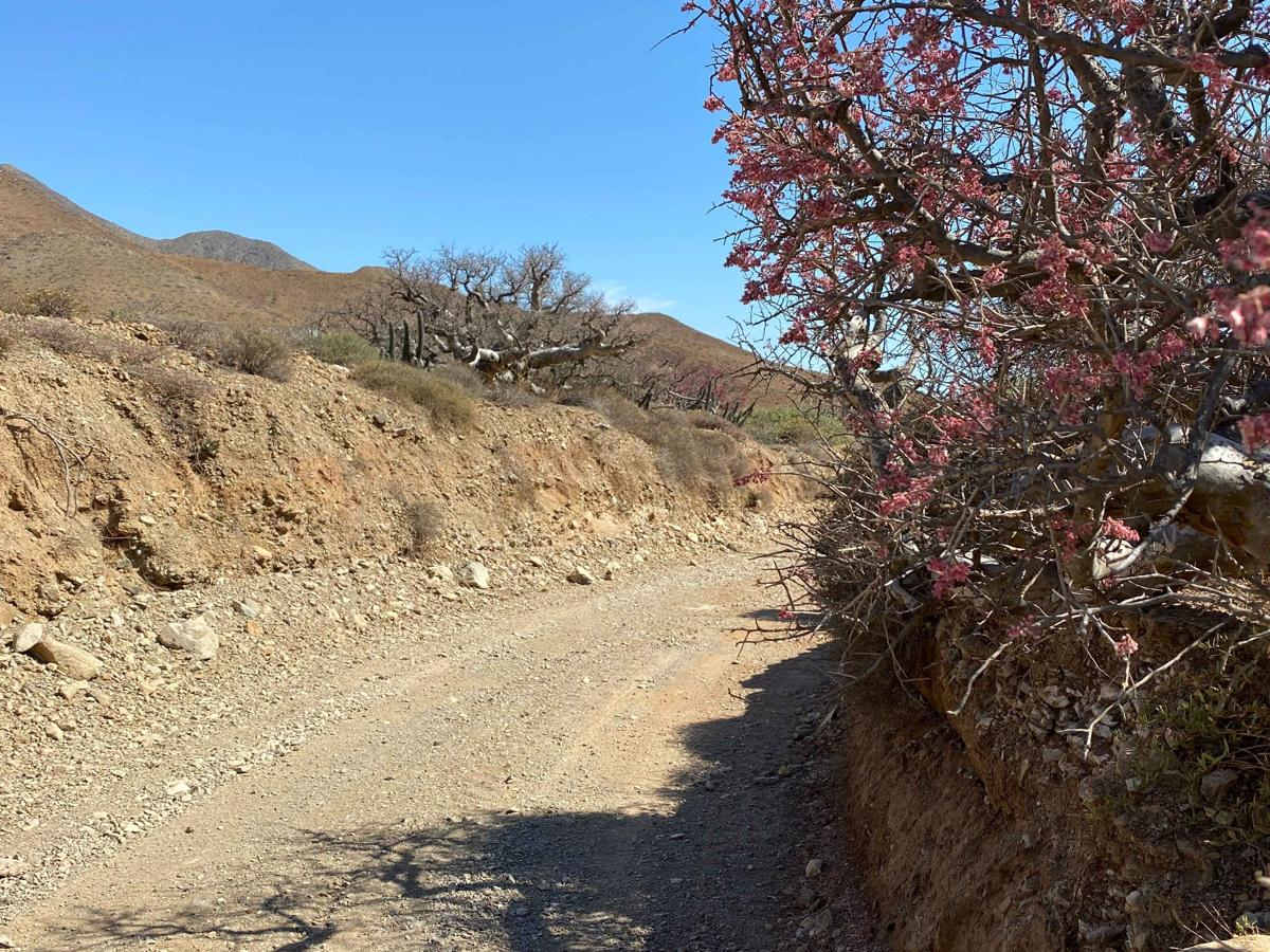 Dirt Route to Bahia Asuncion photo 4