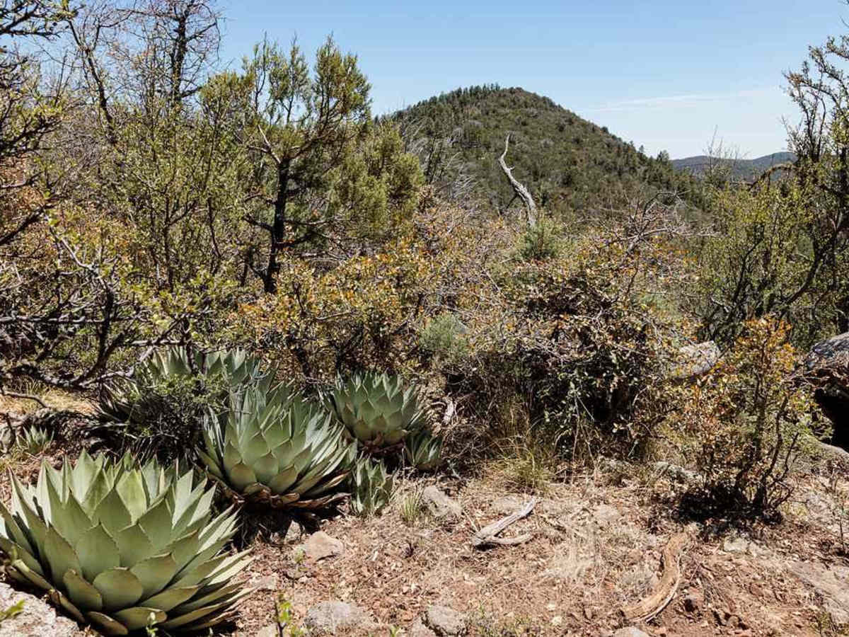 Bear Canyon Rd-FS 855 A photo 2
