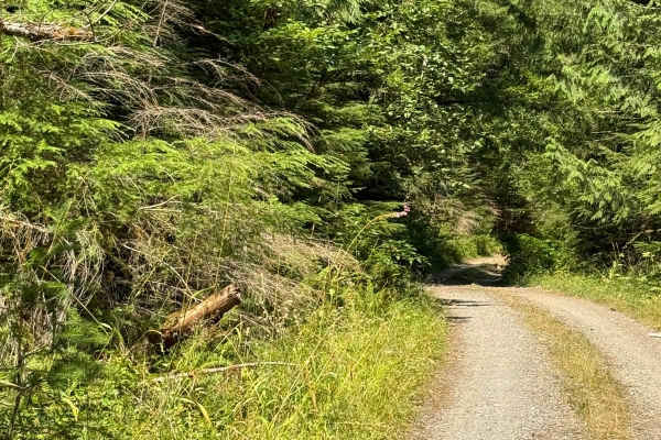 Cougar Rock Connecting Trail