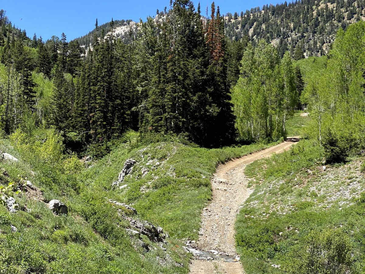 Alta Dry Fork (FR 70198) trail photo