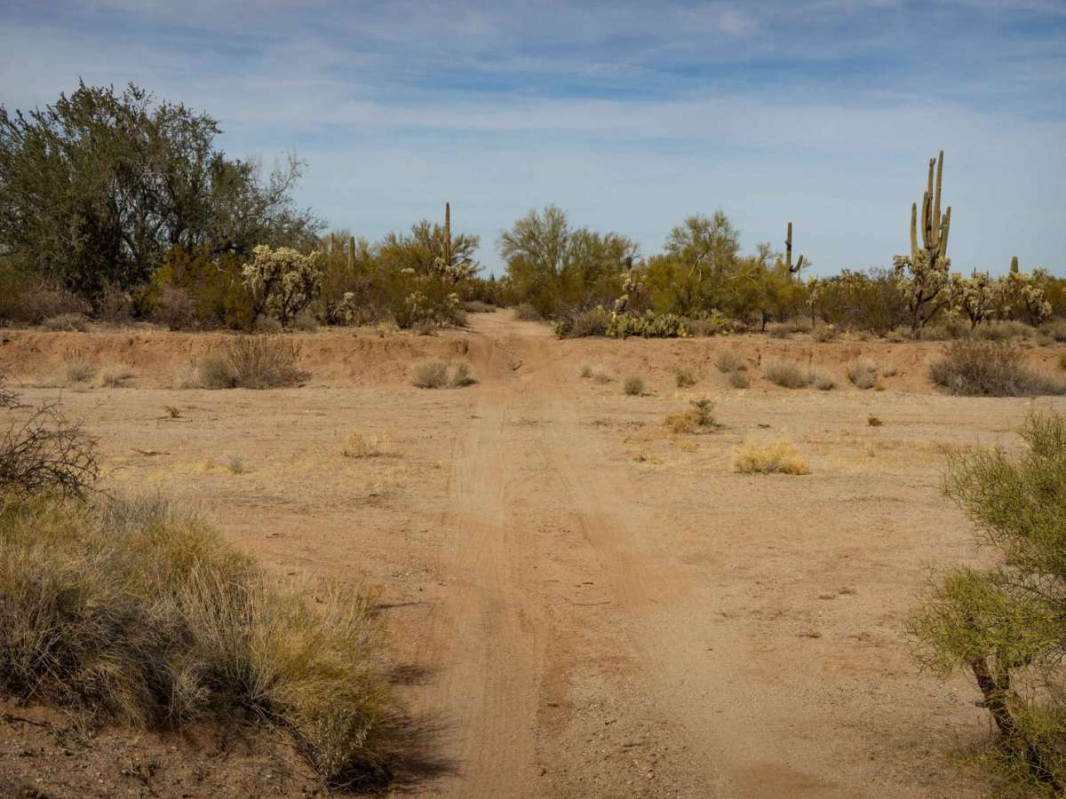 South Pygmy Owl Trail photo 6