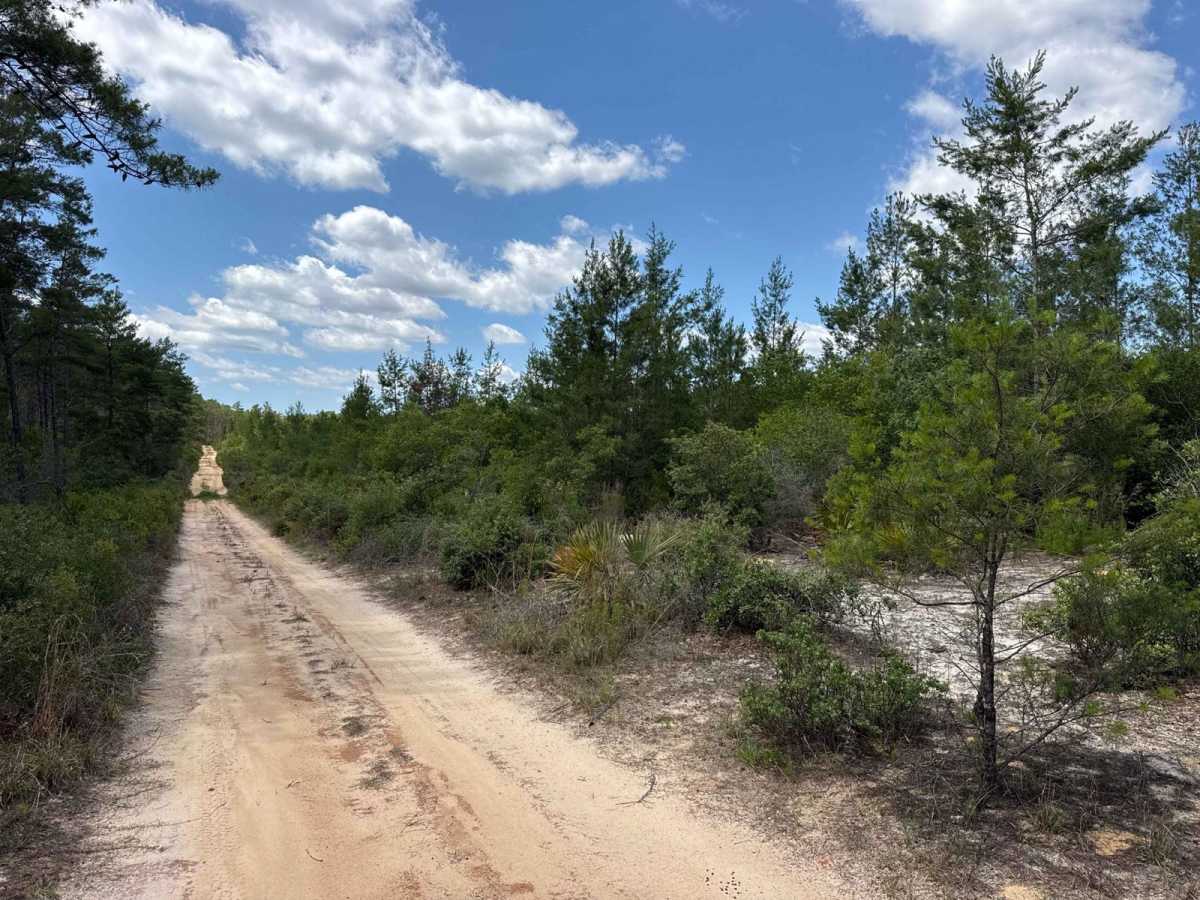 Ocala National Forest 40-15.7 photo 3