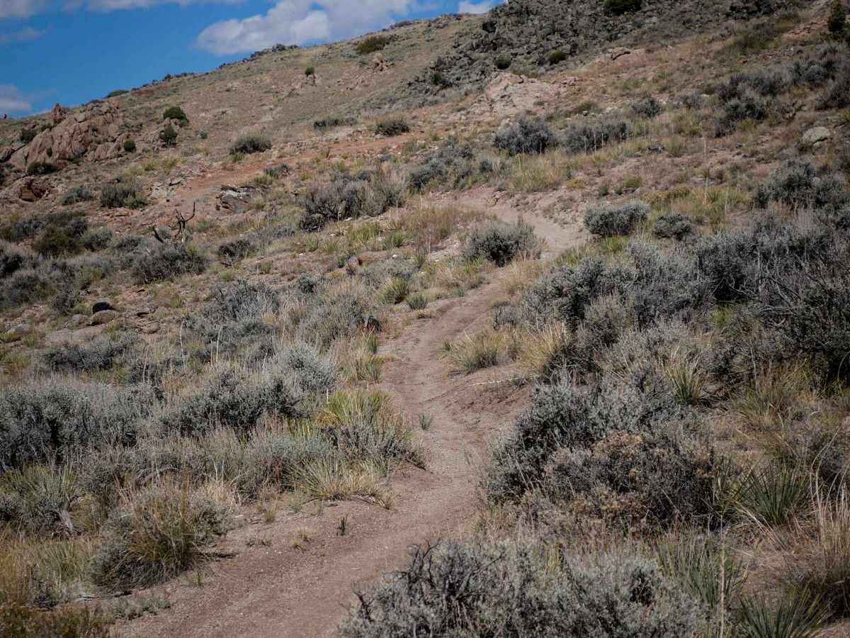 Coyote Den photo 5