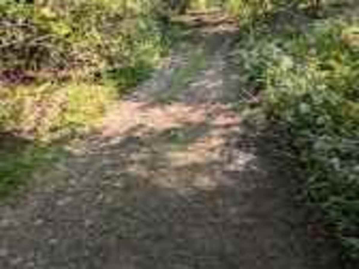 Royal Road Winter Trail photo 3
