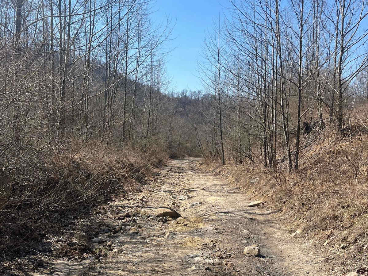 Trail 30 (Bear Branch) photo 5