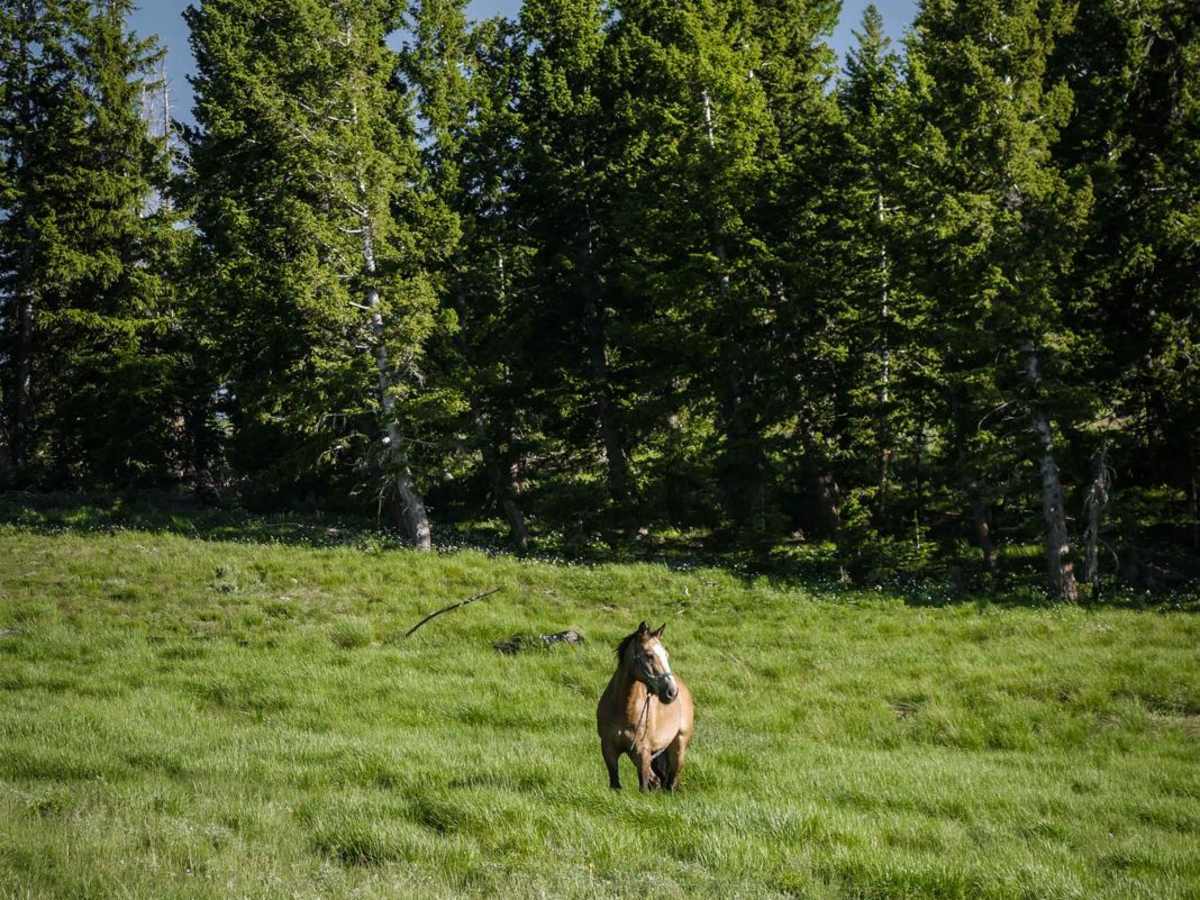 Lick Gulch photo 5