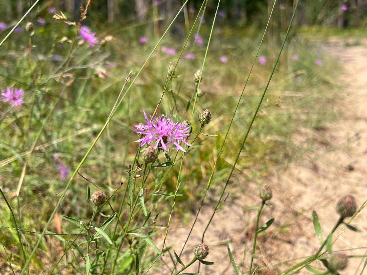 25 1/4 Trail photo 5