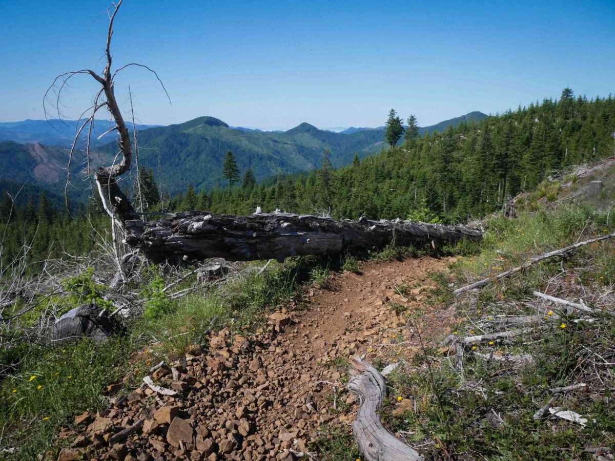 #75 (Part 1) trail photo