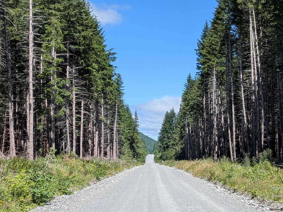Nimpkish Main South photo 6