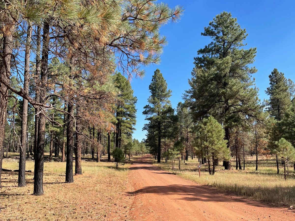 FS 305 trail photo