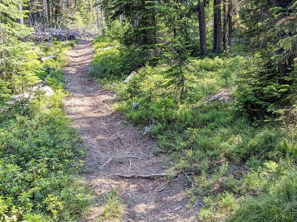 Lee Ridge Trail 295 photo 2