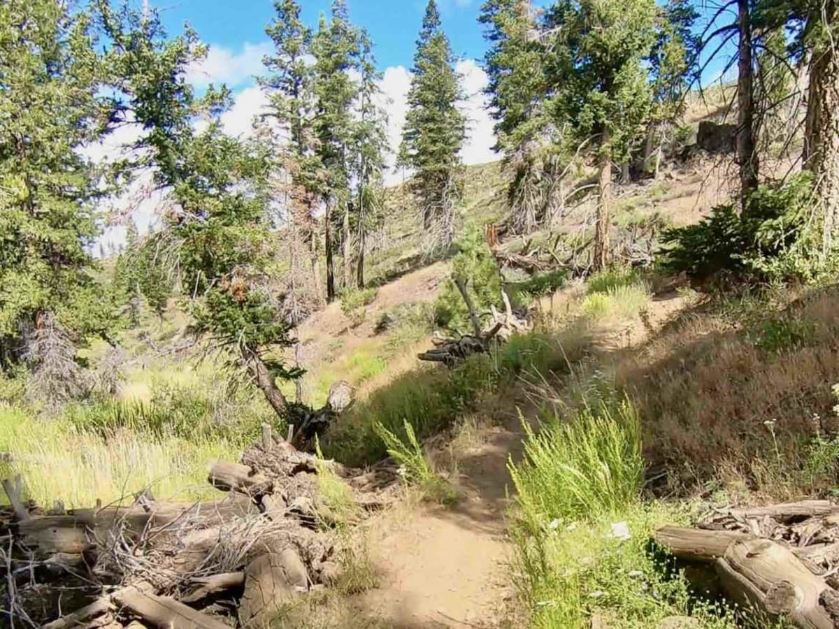 Rattlesnake Creek trail photo