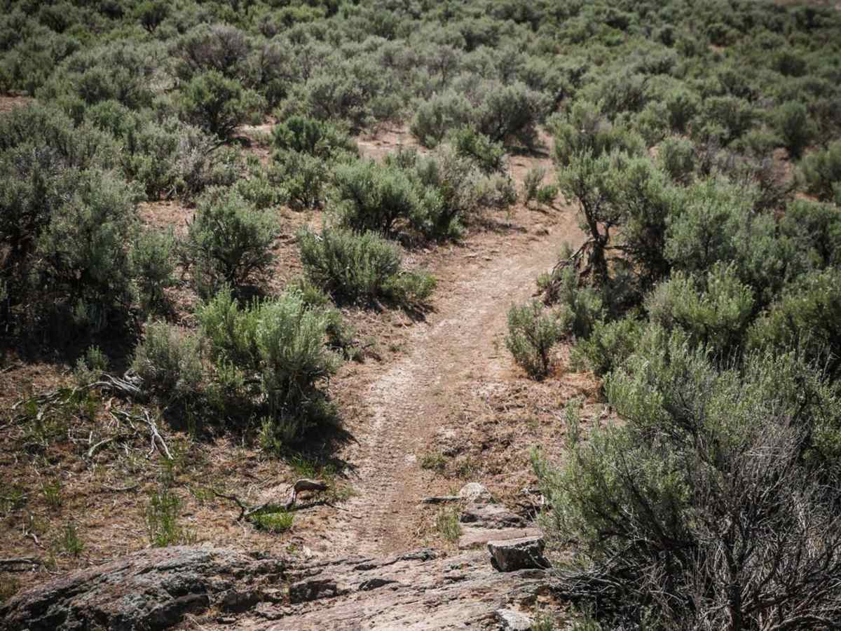 Sidewinder trail photo