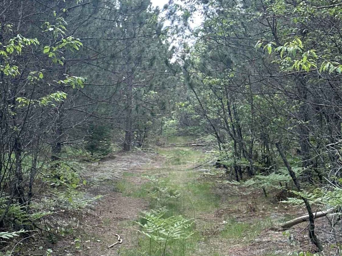 Horse Shoe trail photo 4