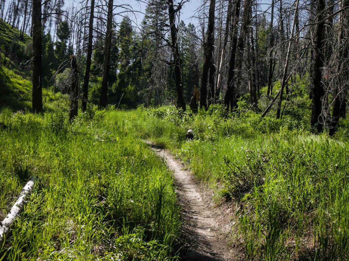 North Fork Deer Creek photo 3