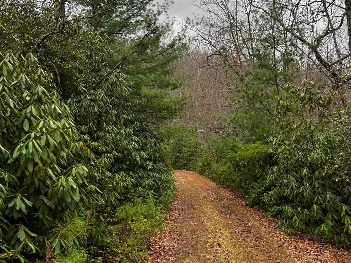 Little Mountain trail photo
