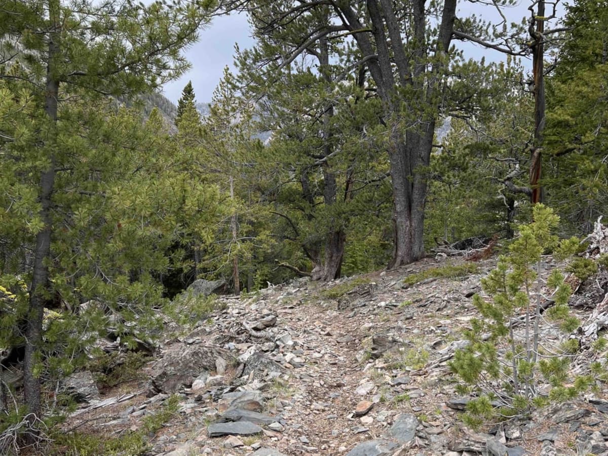 Park Fork-Lake Fork photo 5