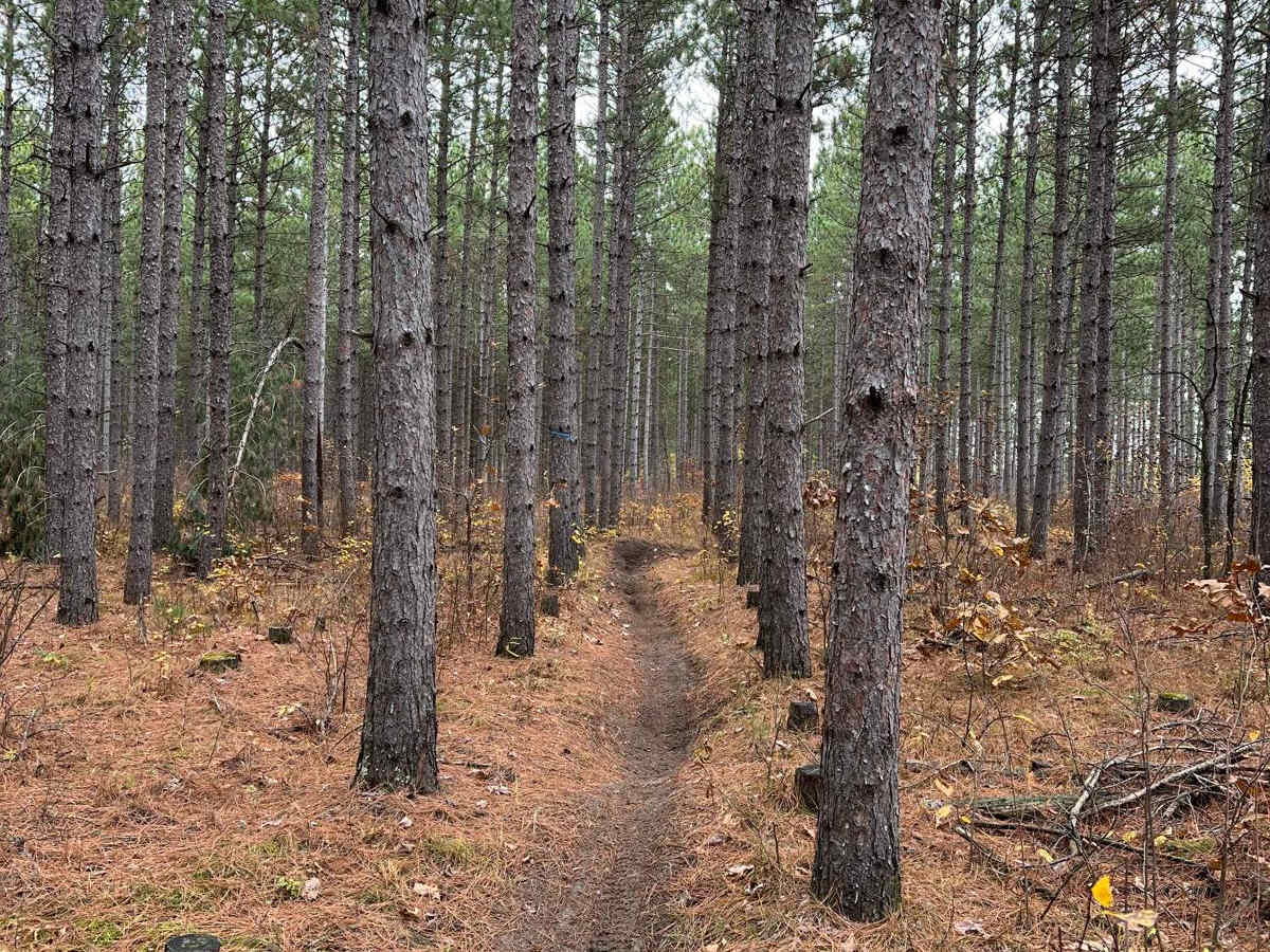 NE Huntersville Winding Woods photo 2
