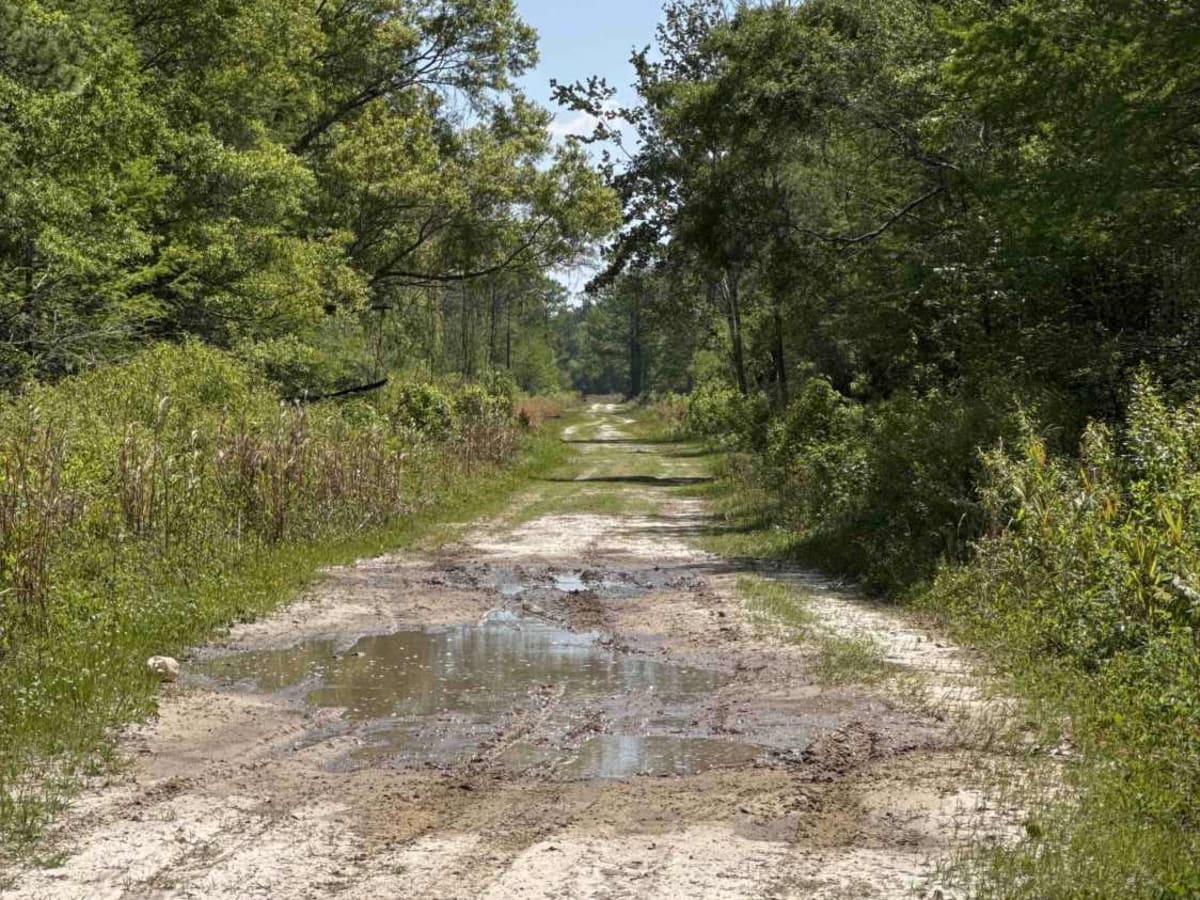 Grade 18.5 - Aucilla WMA photo 4