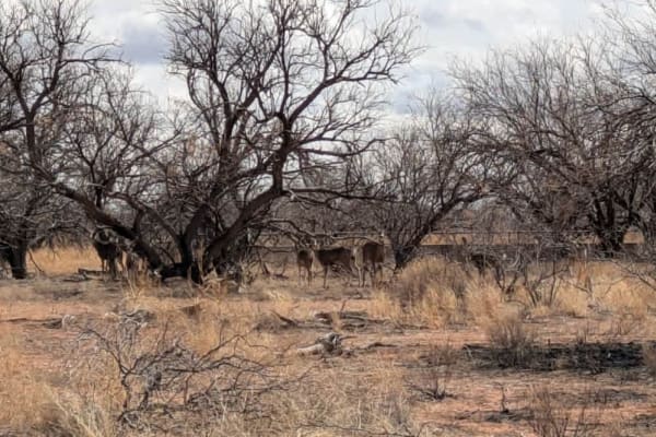 Pronghorn Tour Loop Road