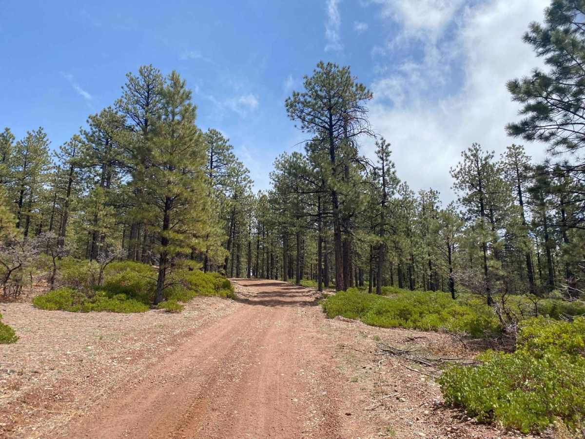 Mitchell OHV/Mitchell Spring trail photo