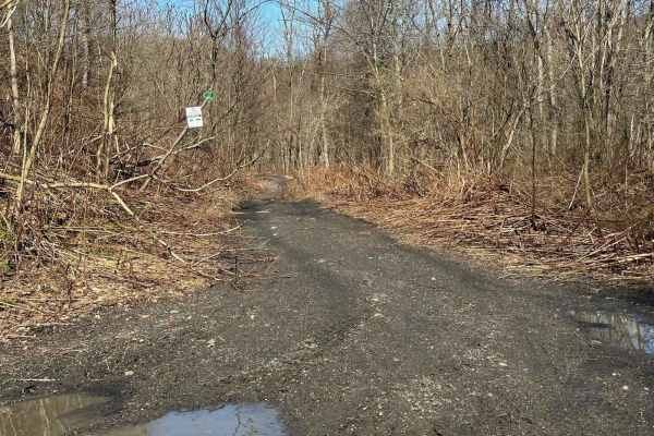 Locust Gap 46