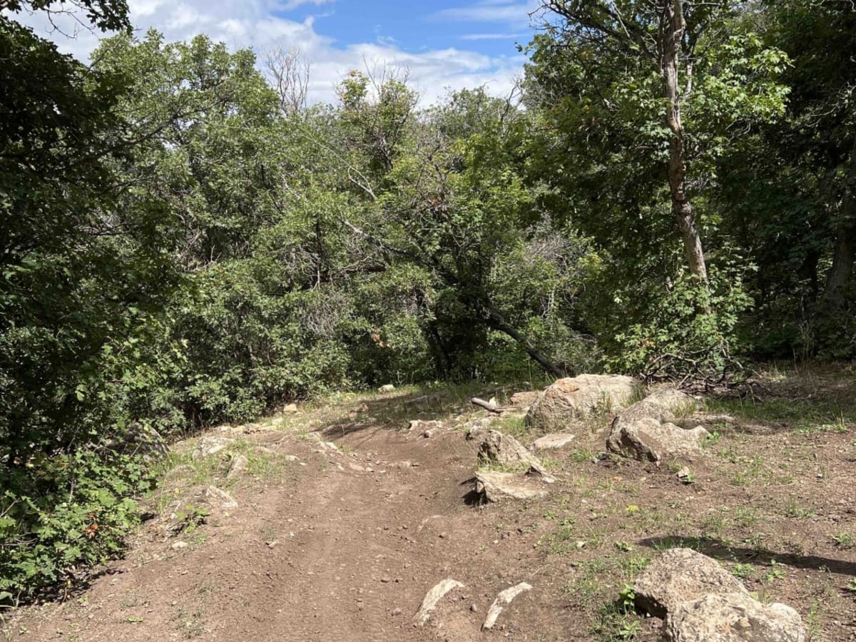 Kirkman Hollow (8012) trail photo